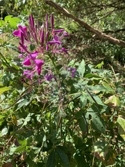 Cleome houtteana