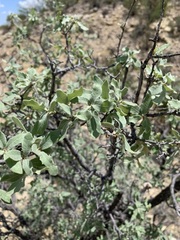 Quercus grisea