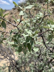 Quercus grisea