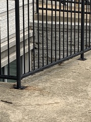 Passer domesticus