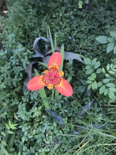 Tigridia pavonia