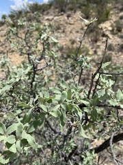 Quercus grisea