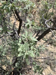 Quercus grisea