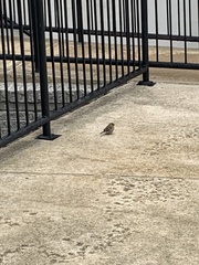 Passer domesticus