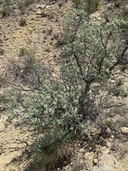 Quercus grisea