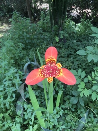Tigridia pavonia