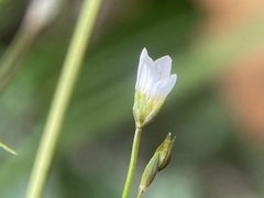 Linum catharticum