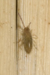 Entomobrya