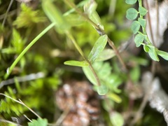 Linum catharticum