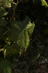 Leptostemonum