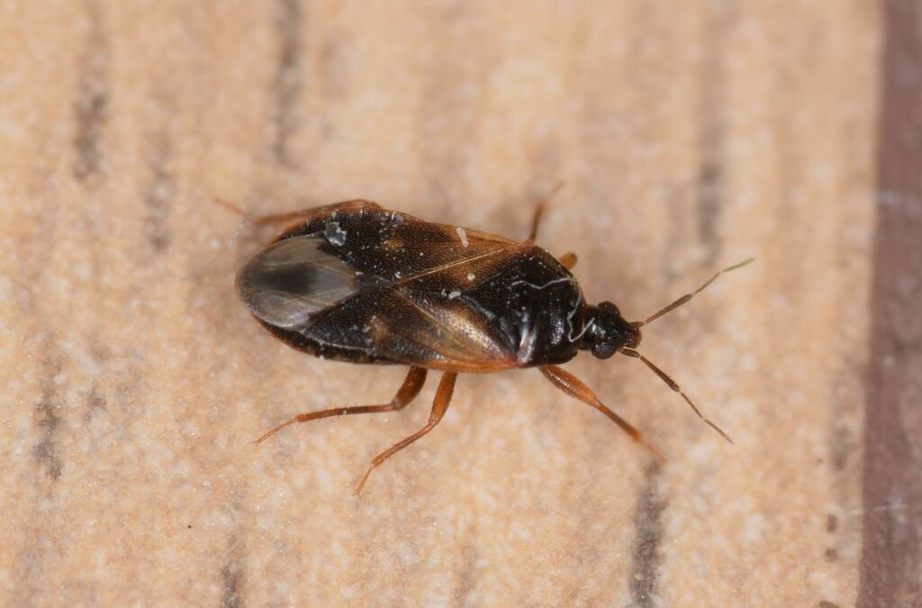 Lyctocoris