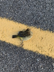 Setophaga palmarum palmarum
