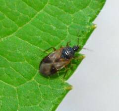 Lyctocoris campestris