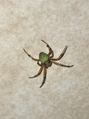 Araneus lathyrinus