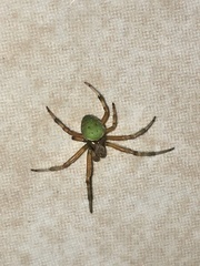 Araneus lathyrinus