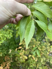 Fraxinus pennsylvanica