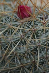 Mammillaria rhodantha