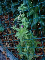 Epilobium