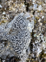 Lecidella