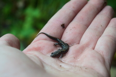 Desmognathus ocoee
