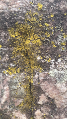 Candelariaceae