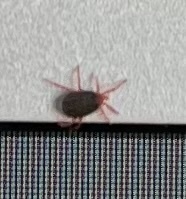Trombidiformes
