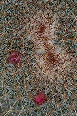 Mammillaria rhodantha