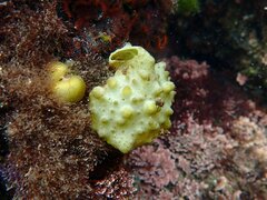 Colpomenia tuberculata