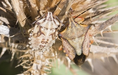 Carpocoris mediterraneus atlanticus