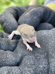 Apodemus sylvaticus