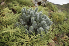 Leucospermum conocarpodendron conocarpodendron