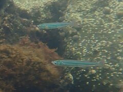 Atherinops affinis