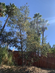 Quercus agrifolia agrifolia
