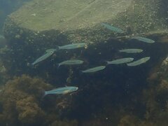 Atherinops affinis