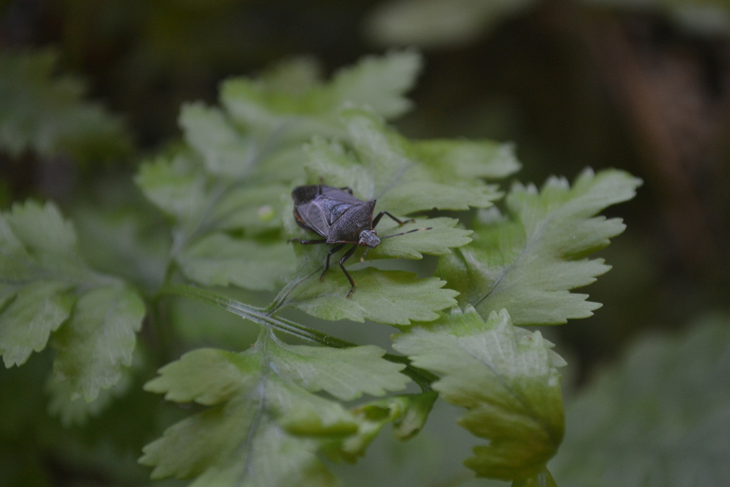Podisus graziae