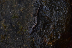 Desmognathus ocoee