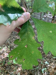 Quercus alba