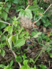 Tritomegas sexmaculatus