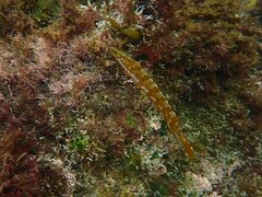 Heterostichus rostratus