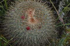 Mammillaria rhodantha