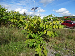 Reynoutria sachalinensis