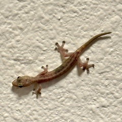 Hemiphyllodactylus typus