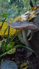 Pluteus