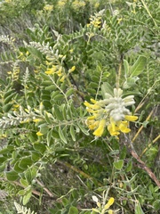 Sophora