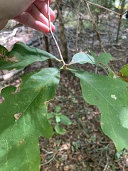 Quercus alba