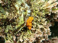 Botrylloides diegensis