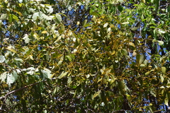 Phoradendron bathyoryctum