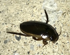 Dytiscus fasciventris