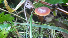 Macrocystidia