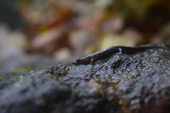 Desmognathus ocoee